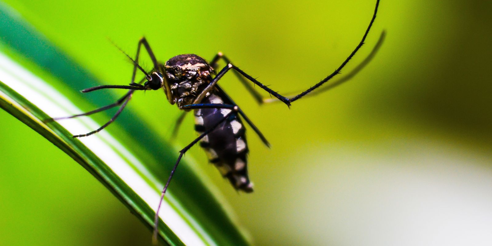 Ministério da Saúde quer incorporar vacina contra chikungunya ao SUS