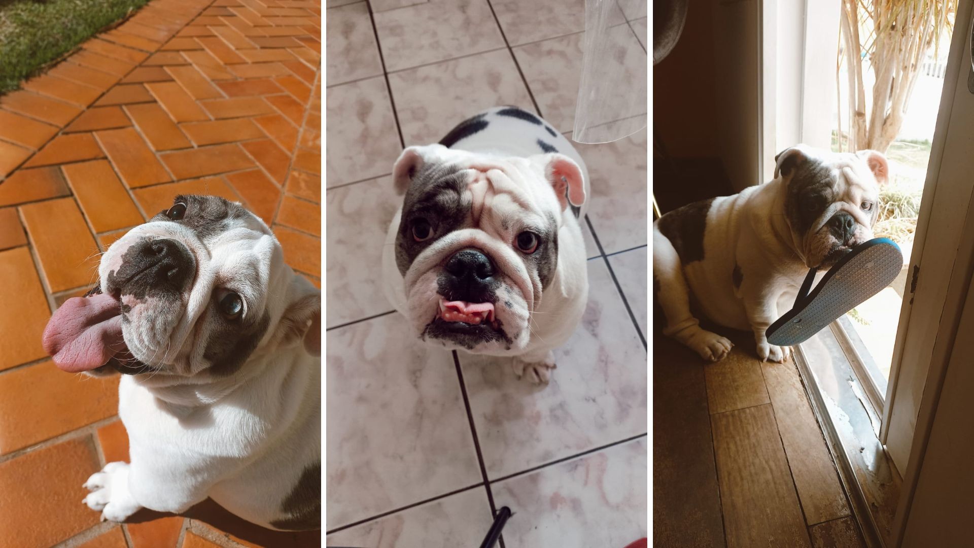 Estamos prolongando demais a vida dos nossos pets?