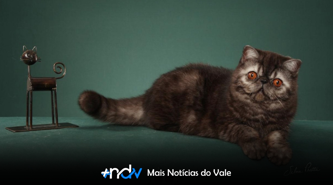 Exposição inédita de gatos de raça acontece neste fim de semana em Balneário Camboriú