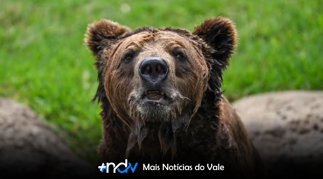 Eslováquia autoriza venda e consumo de carne de ursos-pardos após abate de 350 animais