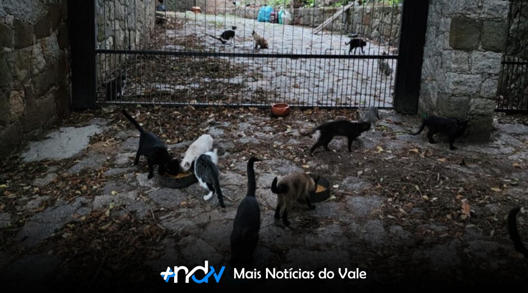 Após morte de tutor, 80 gatos ficam à deriva em casarão abandonado em Florianópolis!