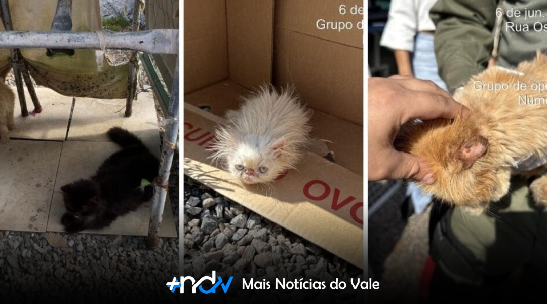 45 gatos persas são resgatados de gatil clandestino em SC