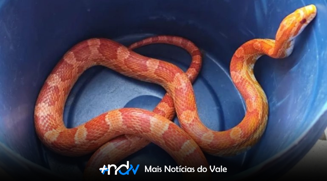 Cobra exótica dos EUA é encontrada em casa no Brasil e intriga especialistas