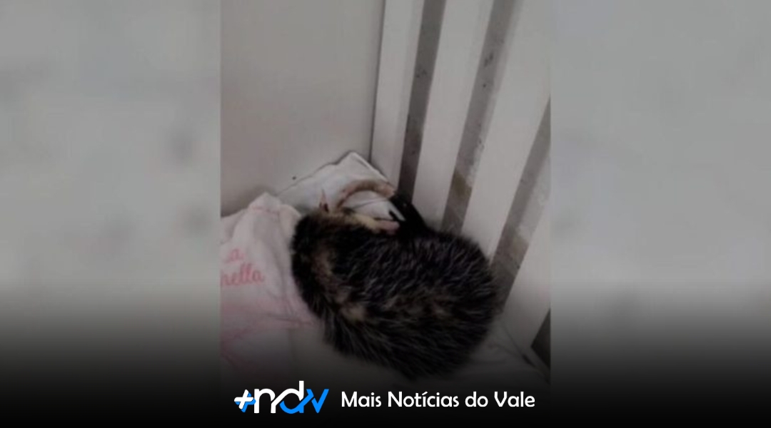 Gambá inusitado invade creche e dorme em berço em Jaraguá do Sul (SC)