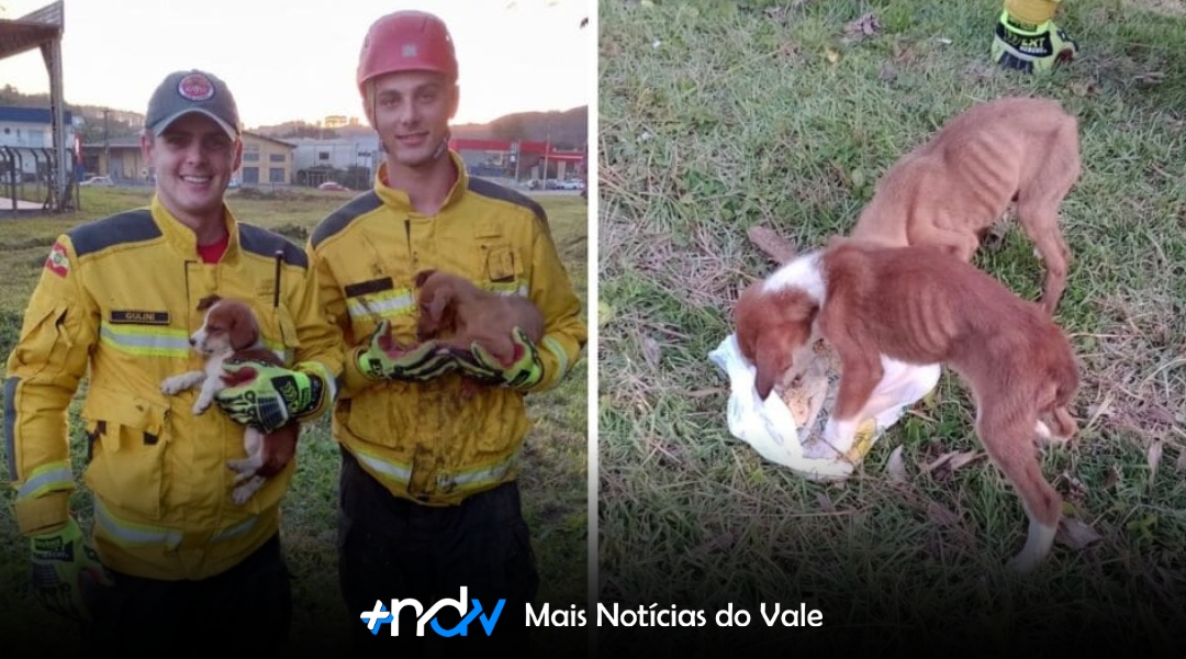 Filhotes são salvos de bueiro em SC