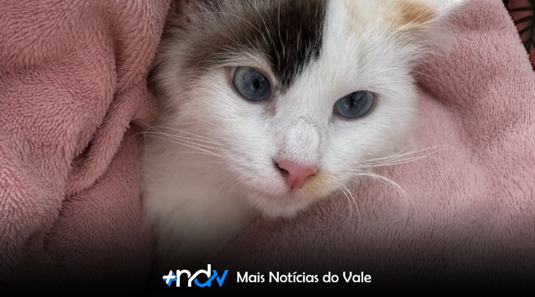 Mutirão de castração com valor social tem nova edição em Blumenau