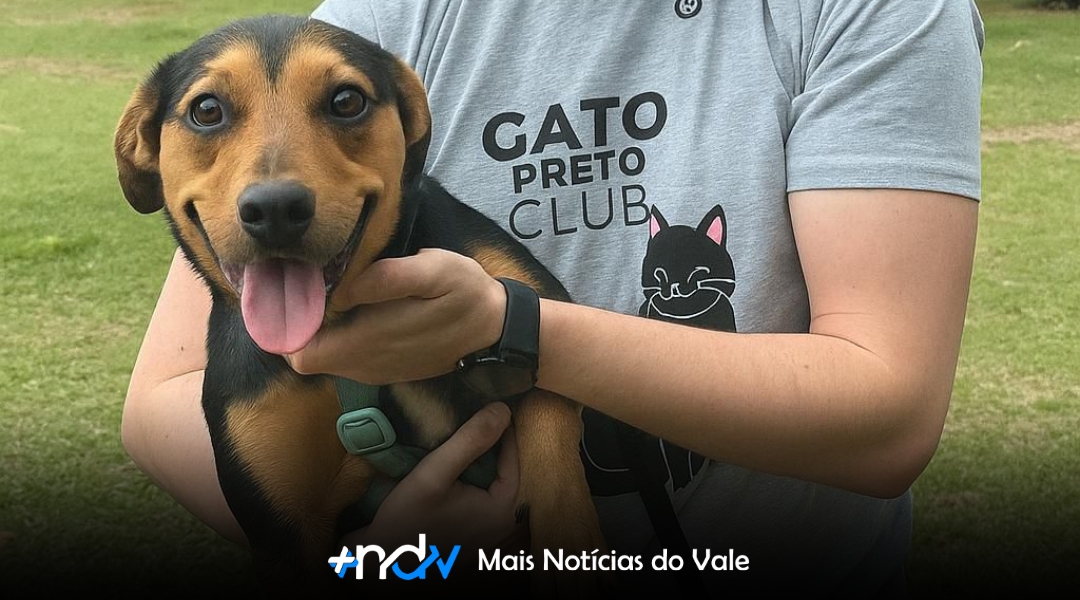 Agora é lei: Blumenau instala placas contra maus-tratos a animais