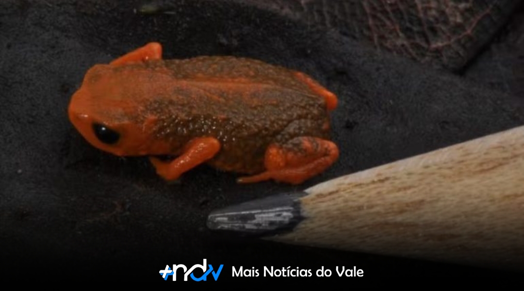 “Menor que uma moeda”: sapinho-pingo-de-ouro vira símbolo oficial de Blumenau