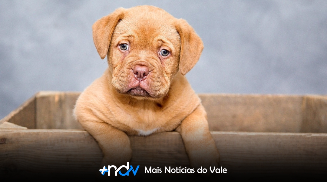 Audiência pública vai debater castrações e clínica veterinária popular em Blumenau