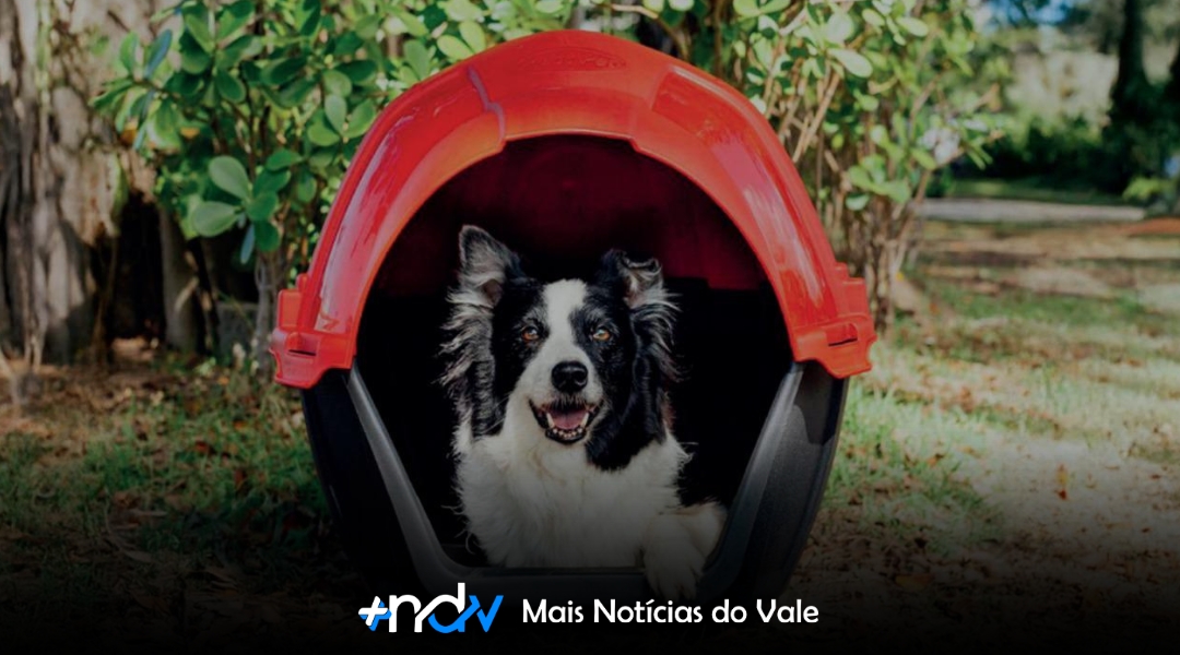 Blumenau lança projeto-piloto com casinhas comunitárias para cães