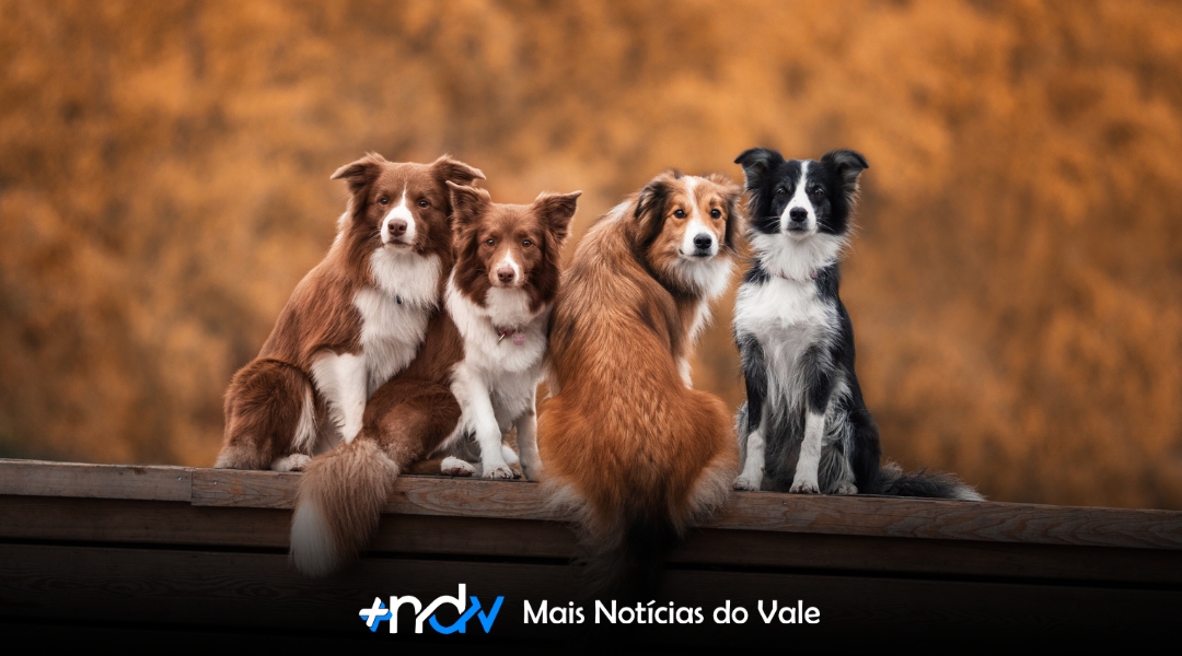 Audiência pública sobre castrações e clínica veterinária popular tem data marcada em Blumenau