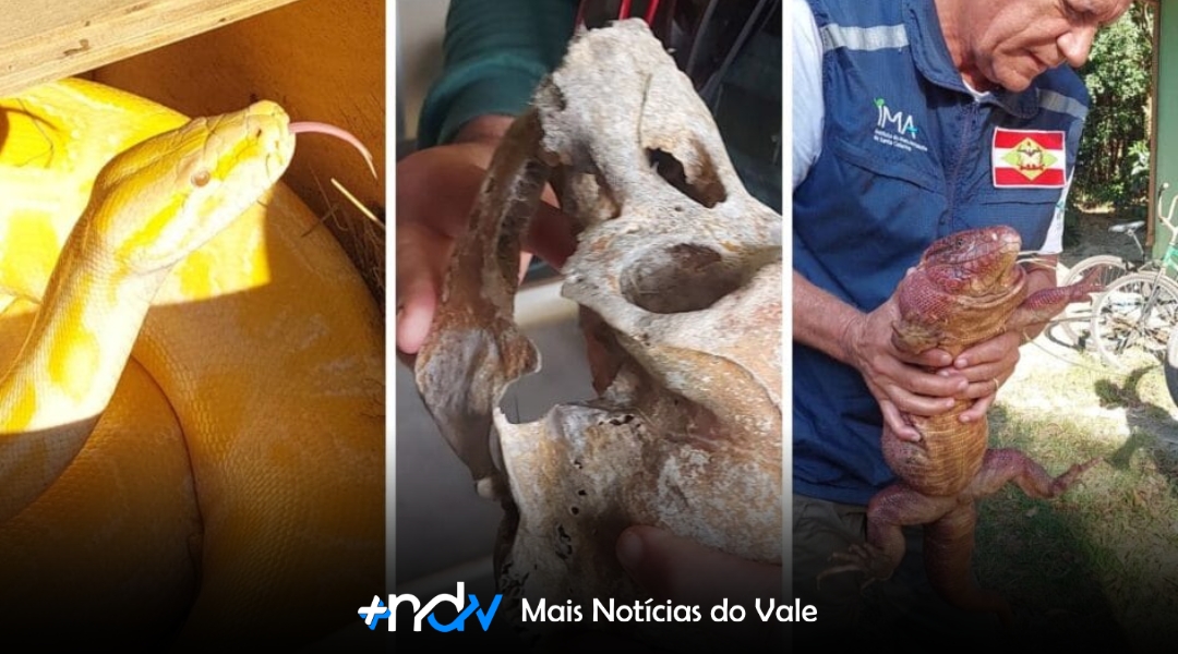 Operação em Timbó apreende animais silvestres e exóticos mantidos ilegalmente