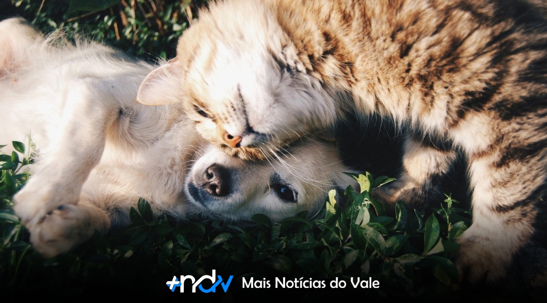 Blumenau terá novo mutirão de castração de cães e gatos com valores sociais; saiba como se inscrever