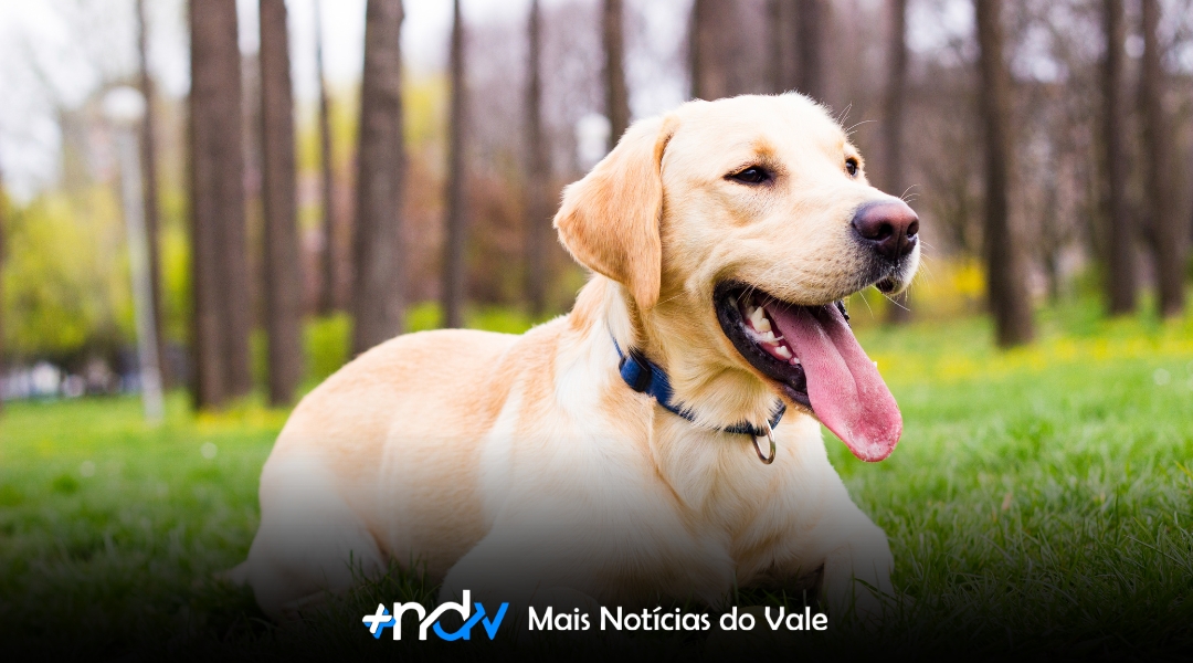 Aprovada lei que impede agressores de animais de assumirem cargos públicos em Blumenau
