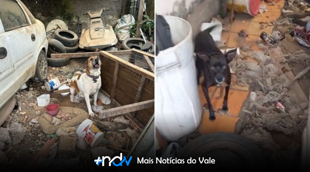 Homem é preso por maus-tratos após jogar cachorras na rua em Joinville
