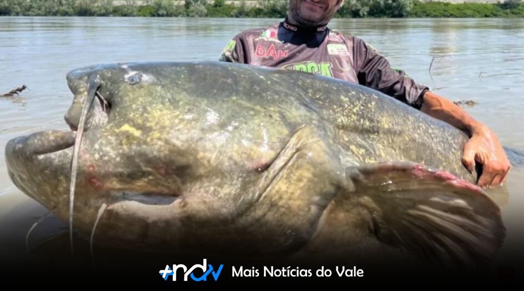 Bagre gigante de quase 3 metros quebra recorde mundial e emociona pescador na Itália