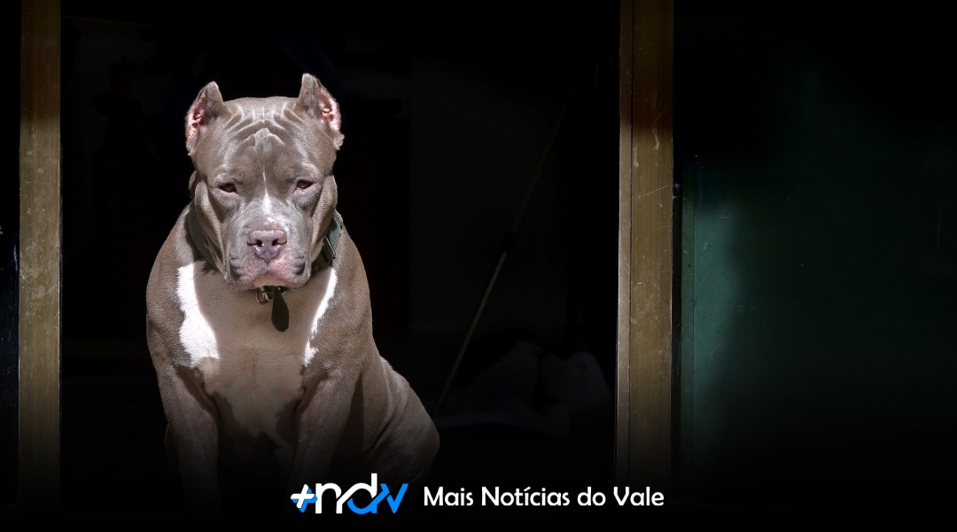 SC impõe novas regras para pit bulls e outras 10 raças