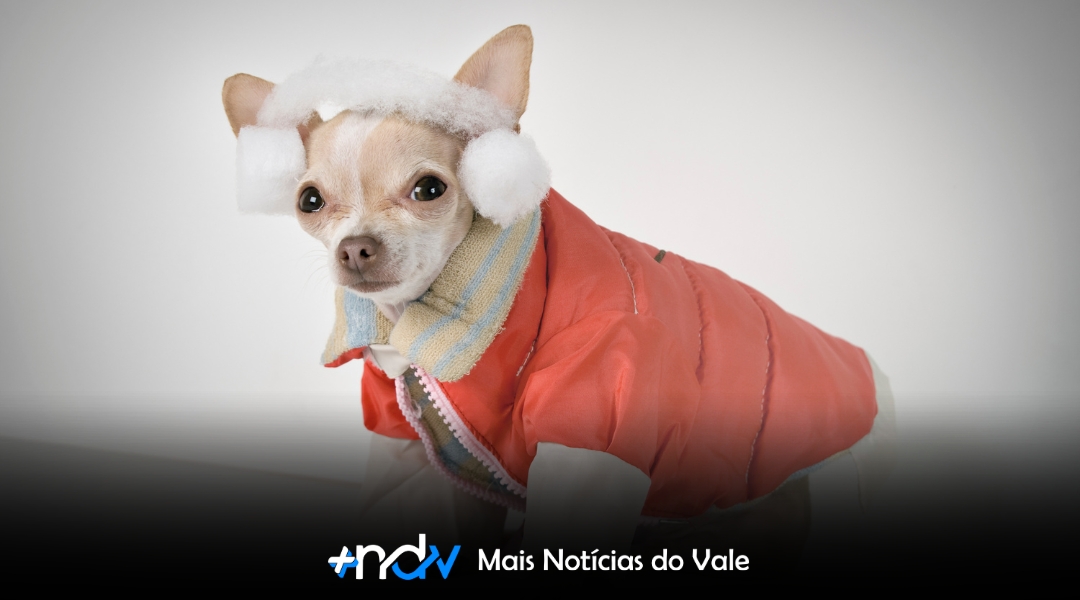 5 dicas para manter a saúde dos pets no inverno