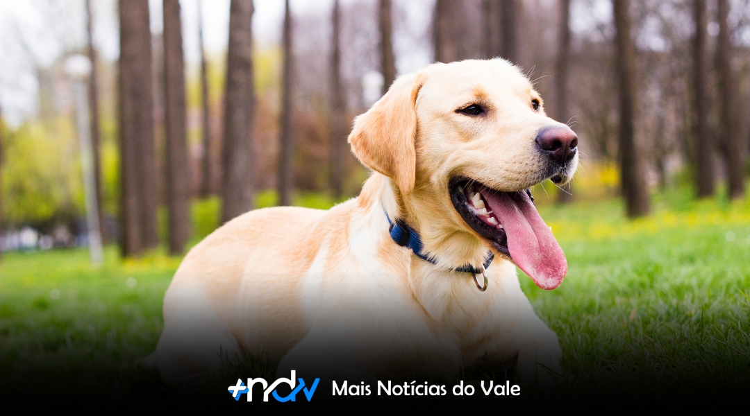 Blumenau aprova lei que proíbe agressores de animais de ocuparem cargos públicos