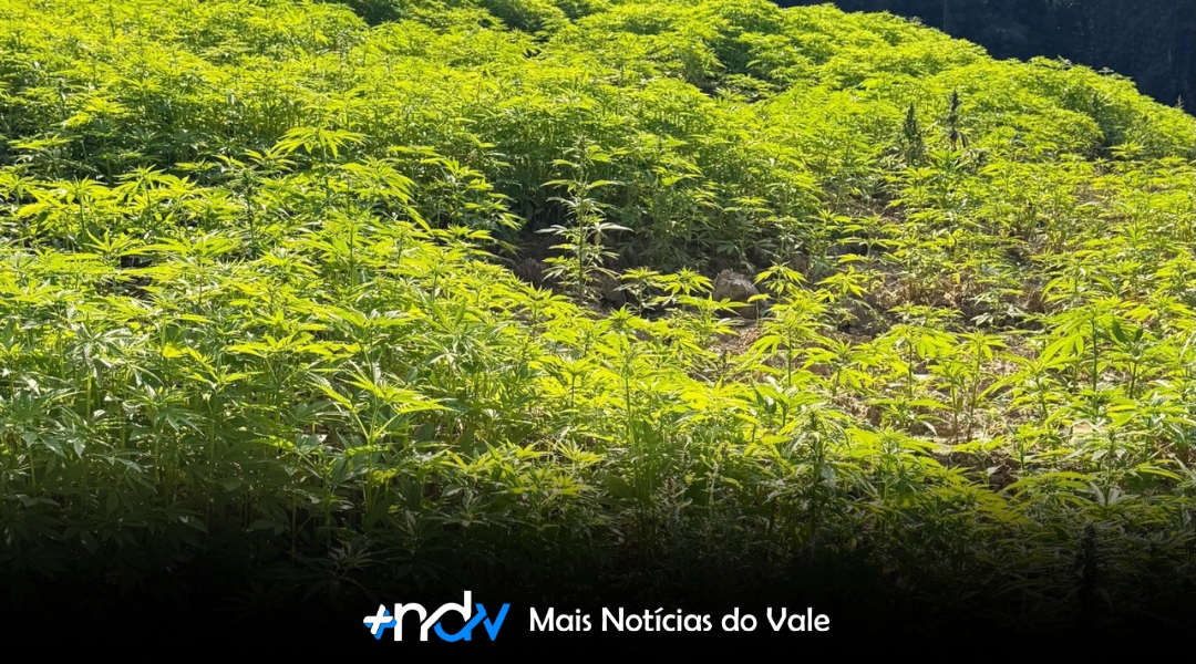 Polícia descobre “floresta de maconha” em SC com 138 mil pés da droga