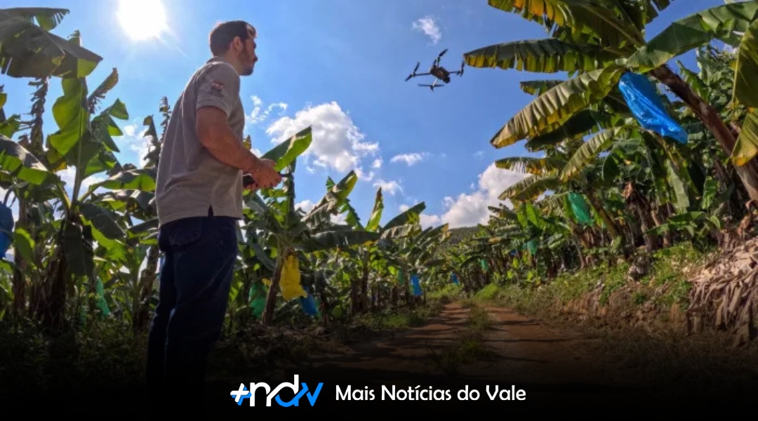 Drones ajudam Santa Catarina a liderar exportações de banana no Brasil