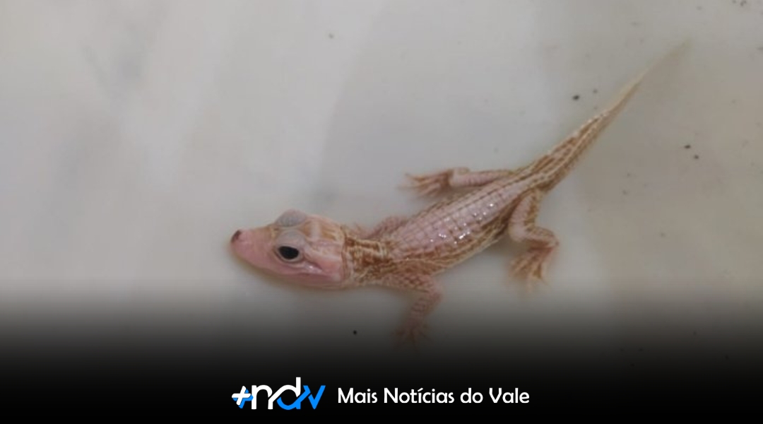 Jacaré com condição genética rara é resgatado em Balneário Camboriú