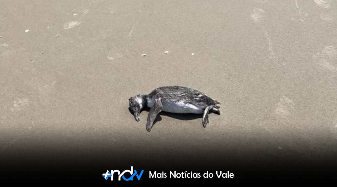 O que está por trás do aumento de pinguins mortos e feridos nas praias de SC