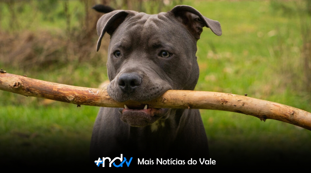 Associação vai ao STF contra lei dos pitbulls em SC