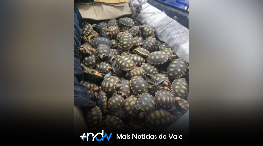 Homem é preso com 600 filhotes de jabutis em malas durante viagem de ônibus