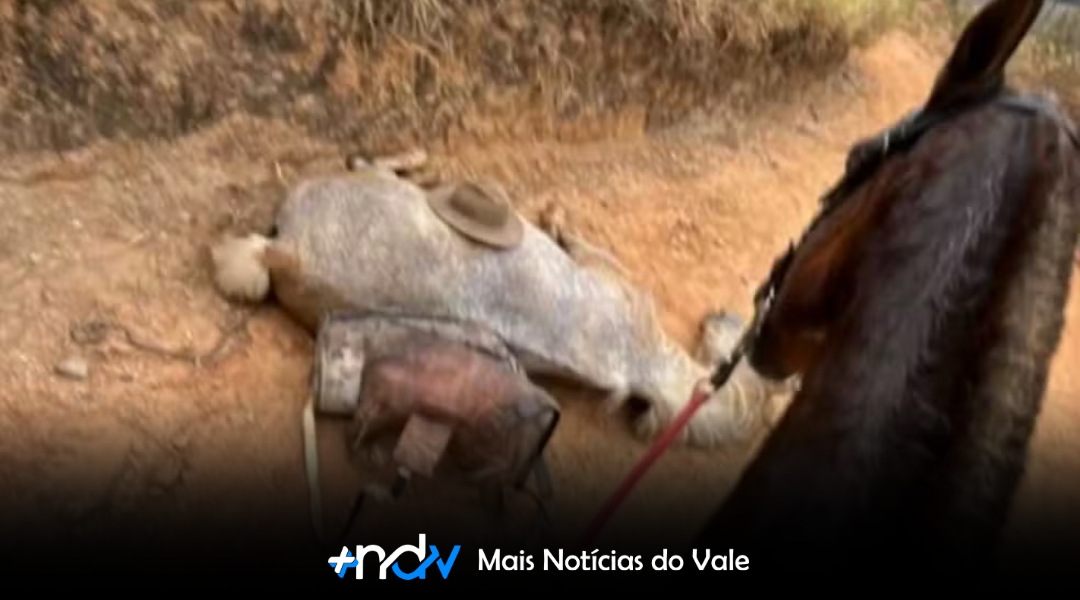 Polícia investiga maus-tratos a cavalo mutilado com facão em Bananal (SP)
