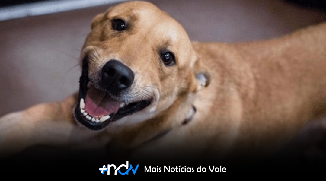 Primeiro encontro de vira-latas de Blumenau será em Setembro no Norte Shopping