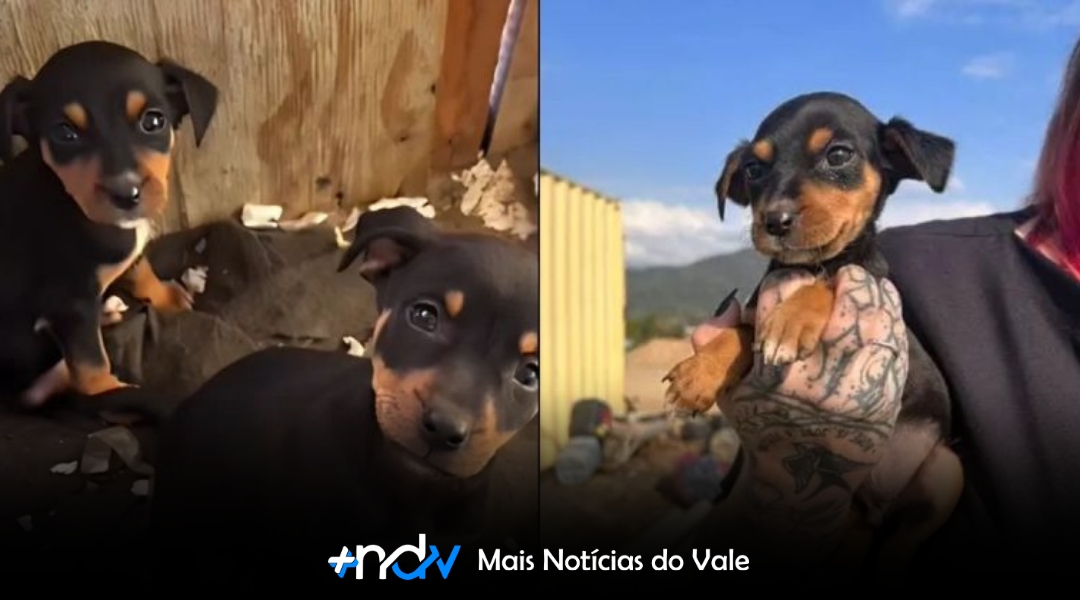 Após cuidados de pedreiros, cãezinhos são resgatados em Indaial e estão disponíveis para adoção