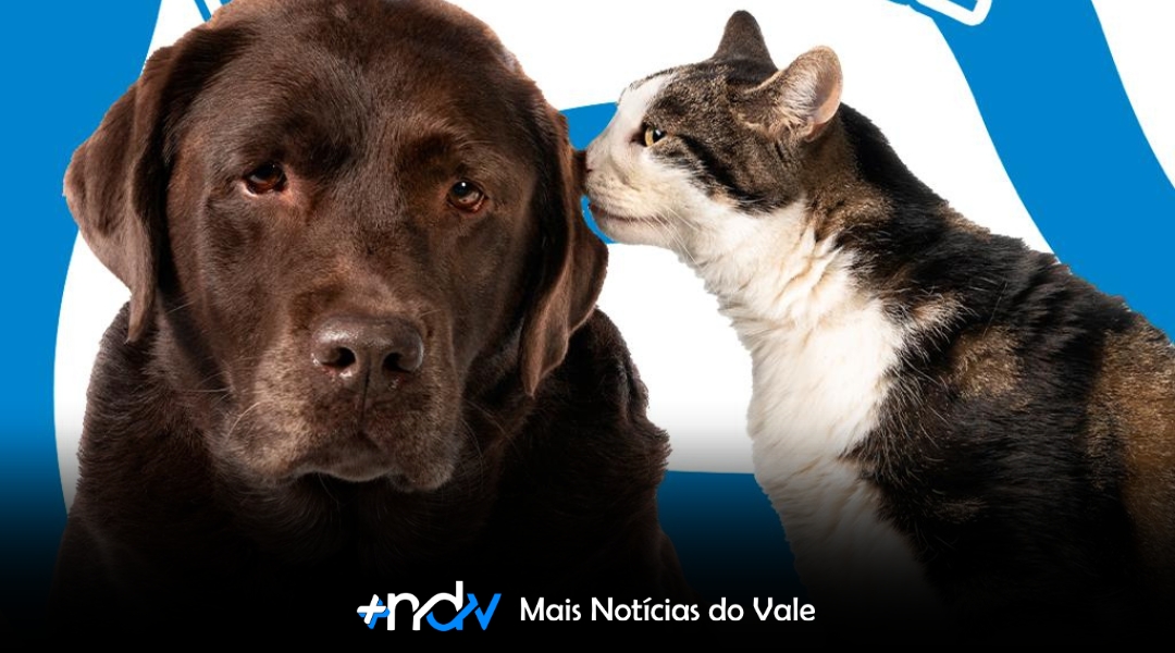Indaial terá grande ação para cães e gatos em outubro