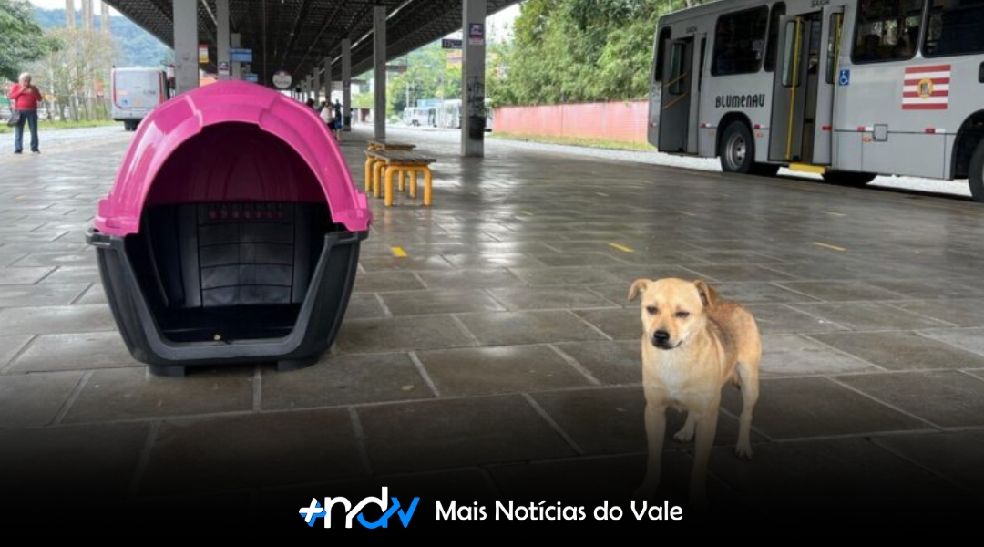 Terminais de Blumenau escondem novidade curiosa que promete mudar a vida dos cães de rua