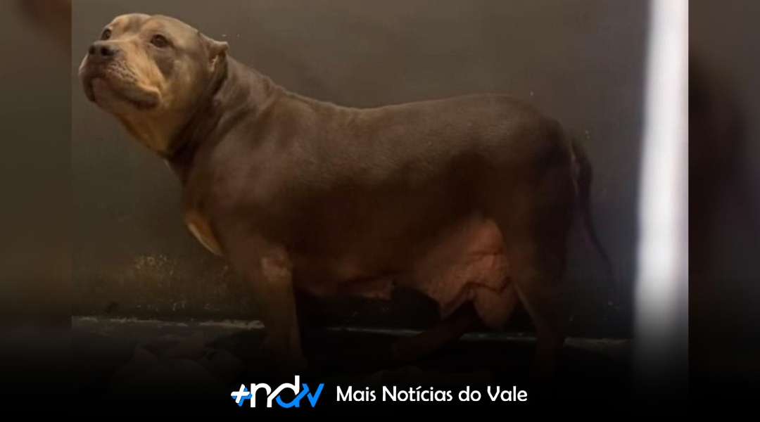 Entre baias apertadas e cães mutilados: os bastidores de um canil em SC