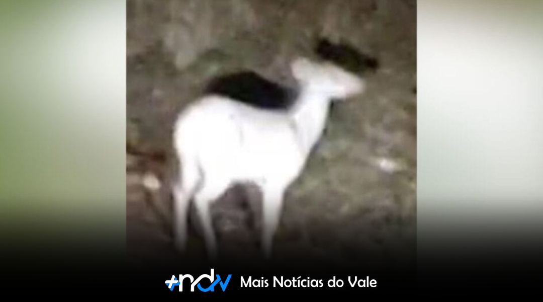 Mistério em SC: veado albino é visto em duas cidades com poucos dias de diferença