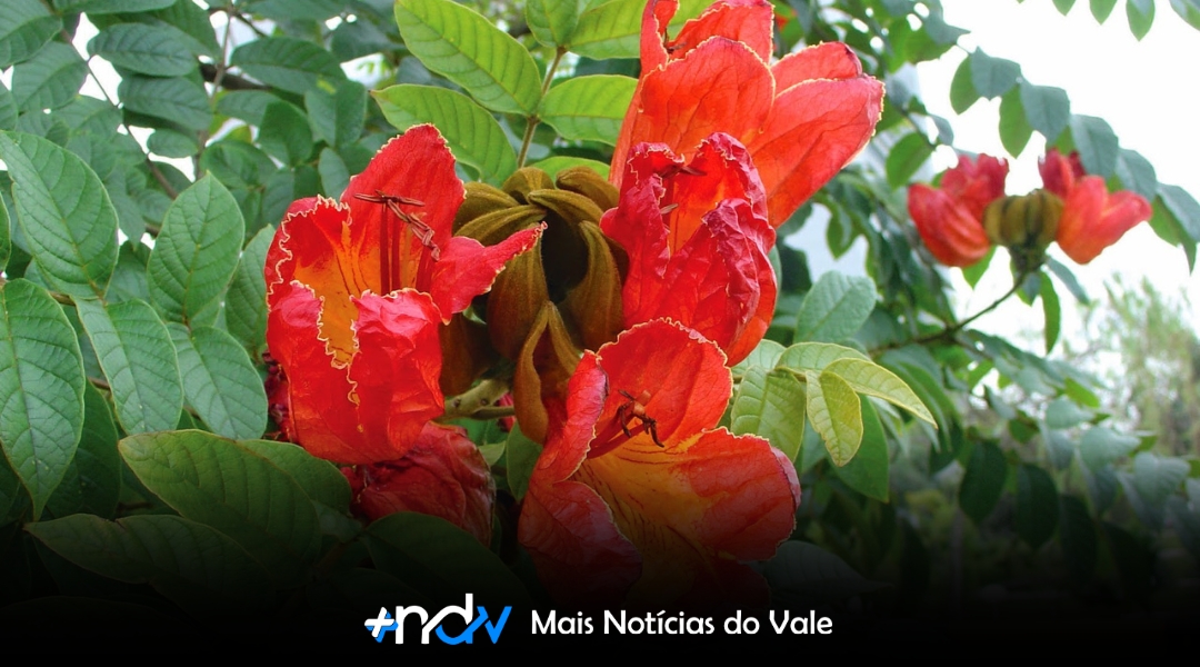 Santa Catarina proíbe o plantio da espatódea