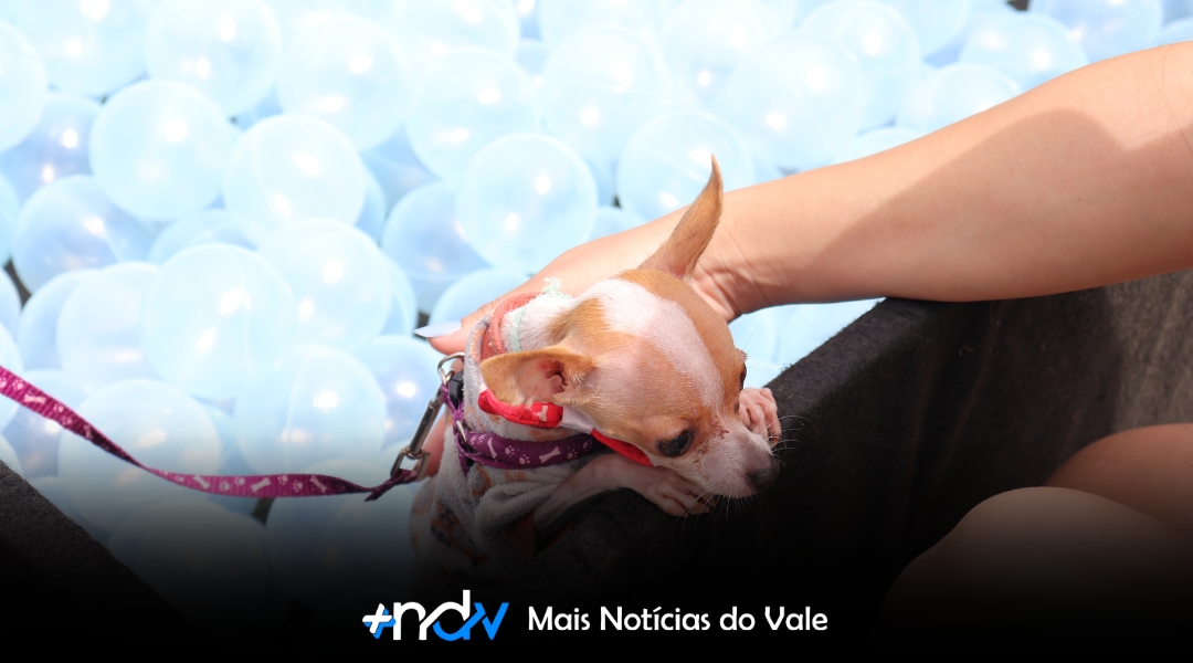 Evento da Appel Home garante novas famílias para pets e apoio à causa animal