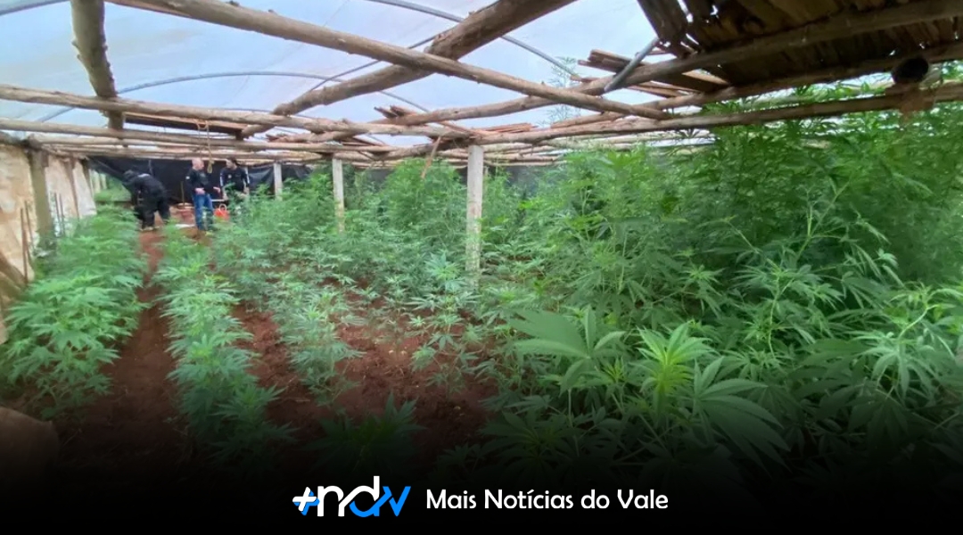 Denúncia anônima leva polícia a 200 pés de maconha no interior de SC