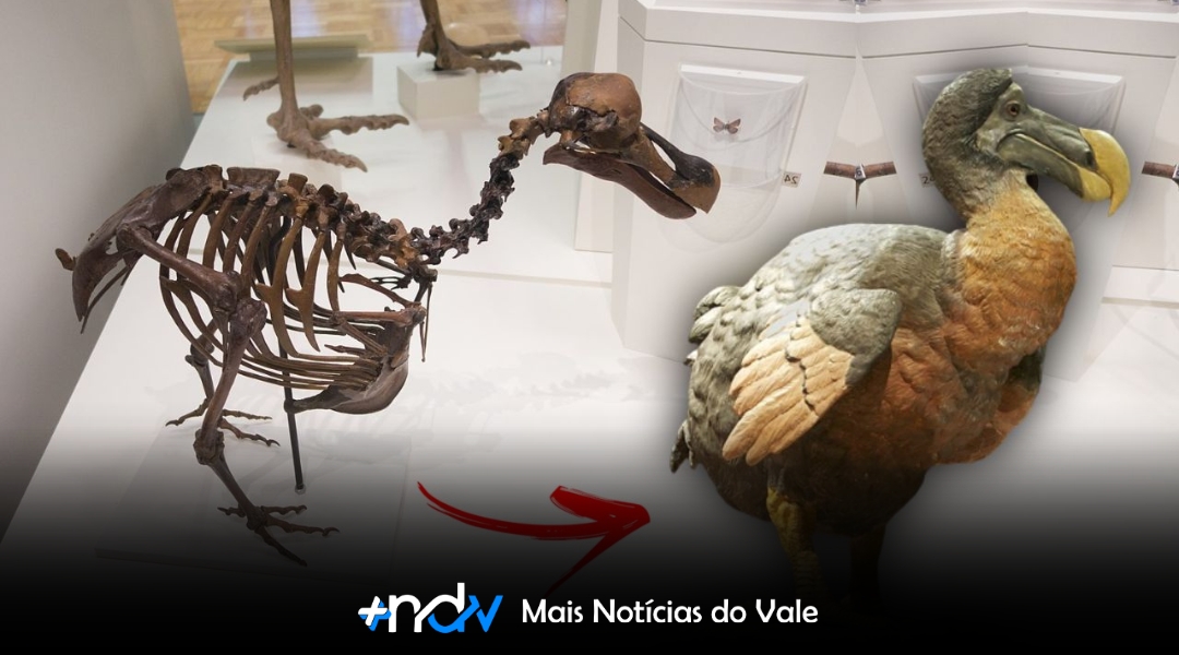 Dodô pode ser a primeira espécie extinta a “retornar” após mais de 300 anos