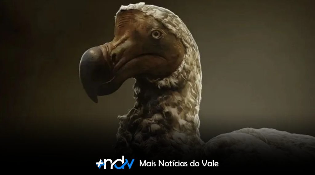 Dodô pode ser a primeira espécie extinta a “retornar” após mais de 300 anos