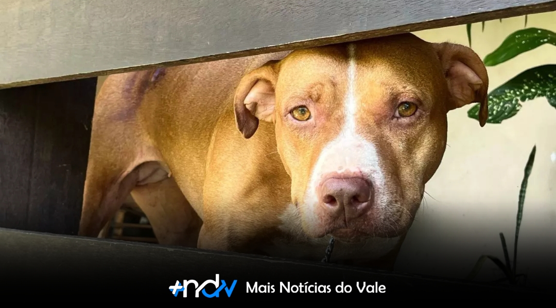 Maus-tratos contra animais disparam em Blumenau e colocam cidade entre as líderes em SC