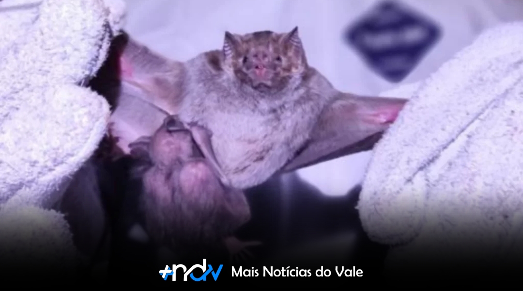 Aumento de casos de raiva animal acende alerta em Santa Catarina