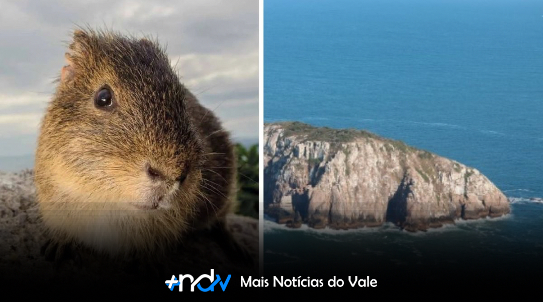 Um dos animais mais raros do mundo vive em SC e está em risco de extinção