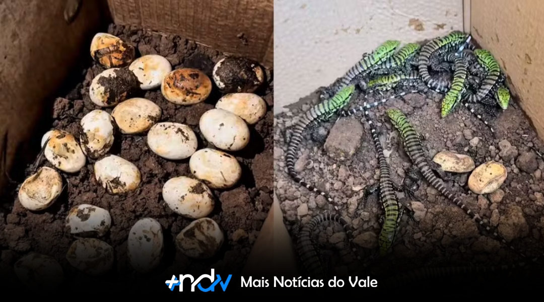 Biólogo registra nascimento de 20 filhotes de lagarto após resgate em SC