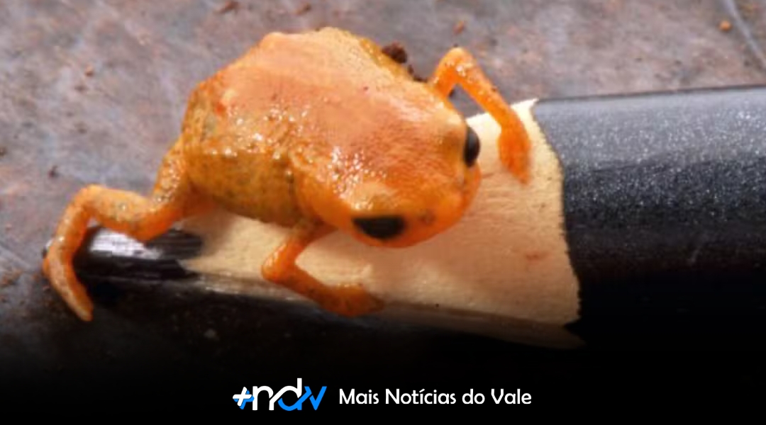 Nova espécie de sapo de 13 mm é descoberta e reforça pedido de proteção entre SC e PR