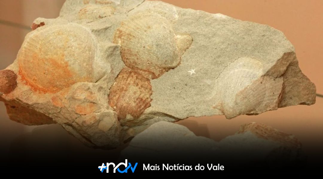 Conchas fósseis revelam que região de Taió já foi coberta pelo mar