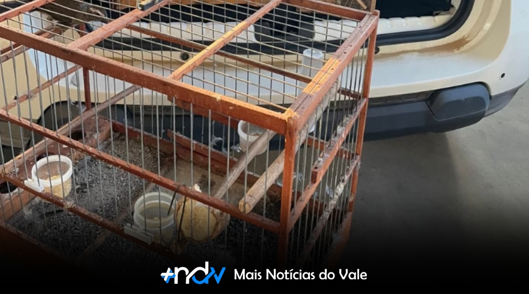 Polícia Civil prende homem com aves silvestres e munições em Indaial