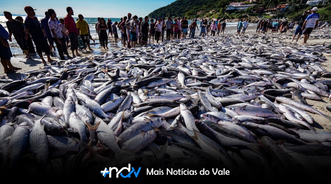 Portaria estabelece limites e monitoramento da pesca da tainha em Santa Catarina