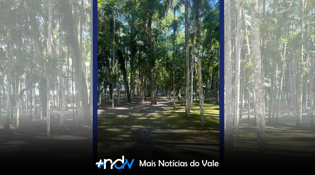 Projeto de Bruno Cunha propõe mais arborização e áreas verdes em prédios públicos de Blumenau